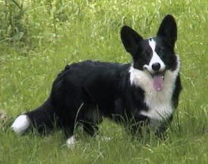 Just Victory Courtly's Lady Raileen | Cardigan Welsh Corgi 