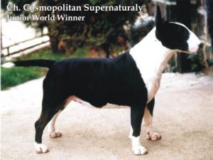 cosmopolitan super naturally | Bull Terrier 