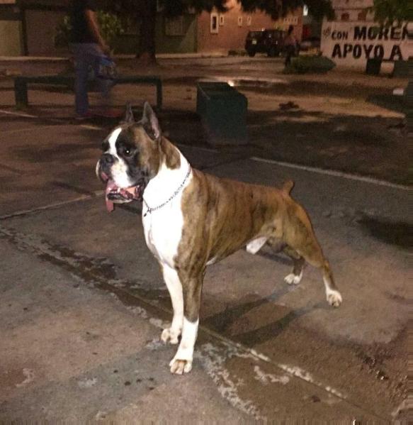 Thor De Stallion (Lopez) | Boxer 