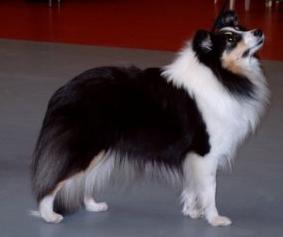 Agility Jumper Angélique | Shetland Sheepdog 