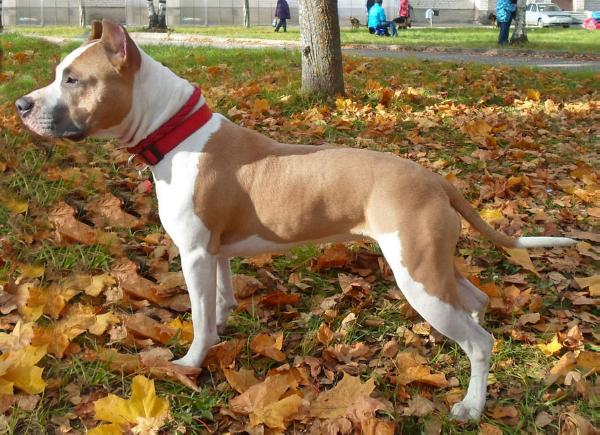 Astilars Ulyana Uornesh | American Staffordshire Terrier 