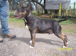 Cinak Sweet Sensation | Bull Terrier 