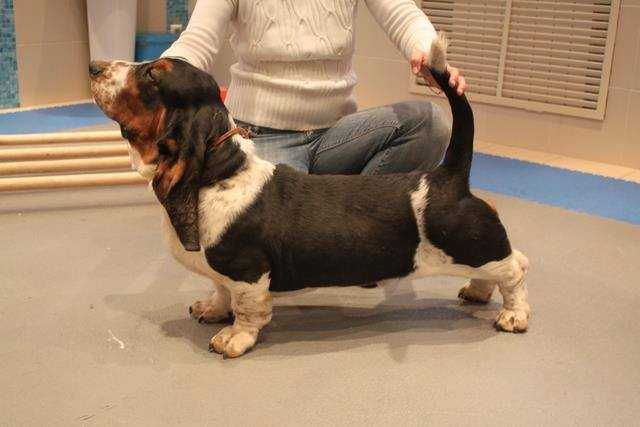 Vezuvii Avgust Alcazar | Basset Hound 