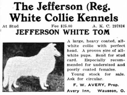 Jefferson White Tom | Rough Collie 