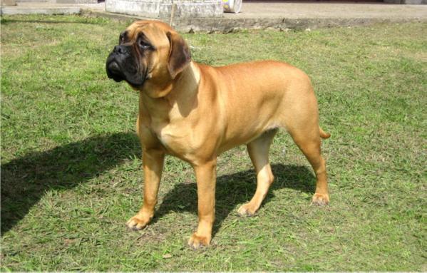 Sharon Stone Of Littlewin | Bullmastiff 