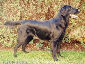 Angelusparks Hayley Bliss | Flat-Coated Retriever 