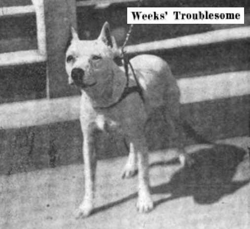 Weeks' Troublesome 107527 | Bull Terrier 