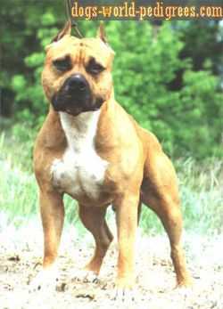 VITA KENBO FOSTER | American Staffordshire Terrier 