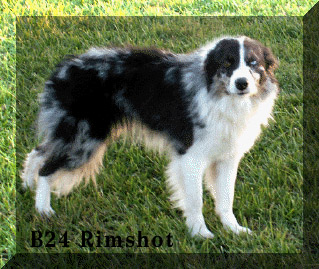 SH B24 Rimshot ABC 269965 | Border Collie 