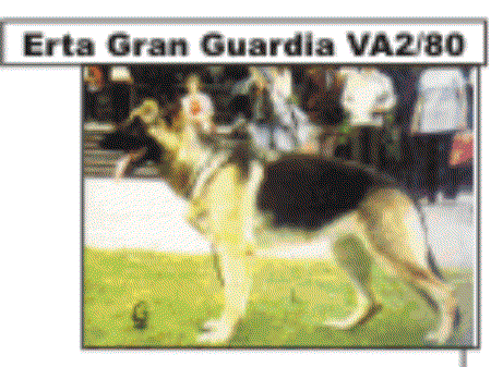 Erta della Gran Guardia | German Shepherd Dog 