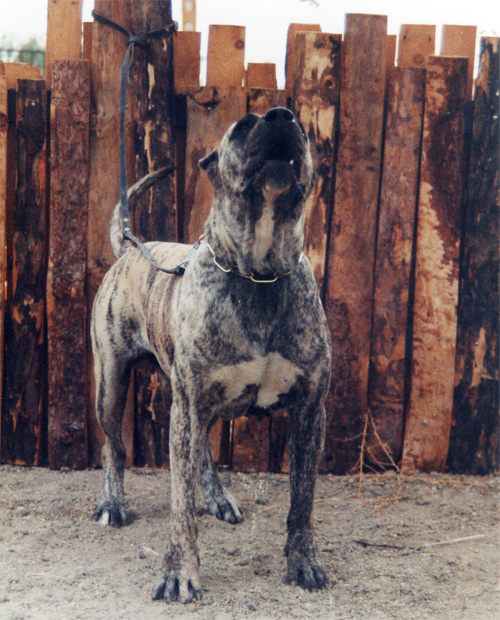 Choto de KingZulu | Perro de Presa Canario 