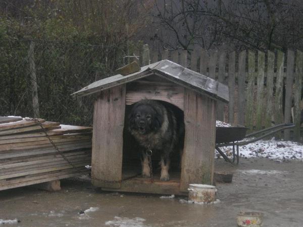 Biba od lipovacke sume | Yugoslavian Shepherd Dog-Sarplaninac 