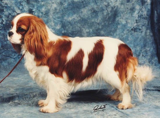 Timsar Miss Teeq | Cavalier King Charles Spaniel 