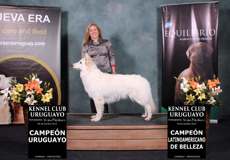 Kingdom of Angels Vodka | White Swiss Shepherd Dog 