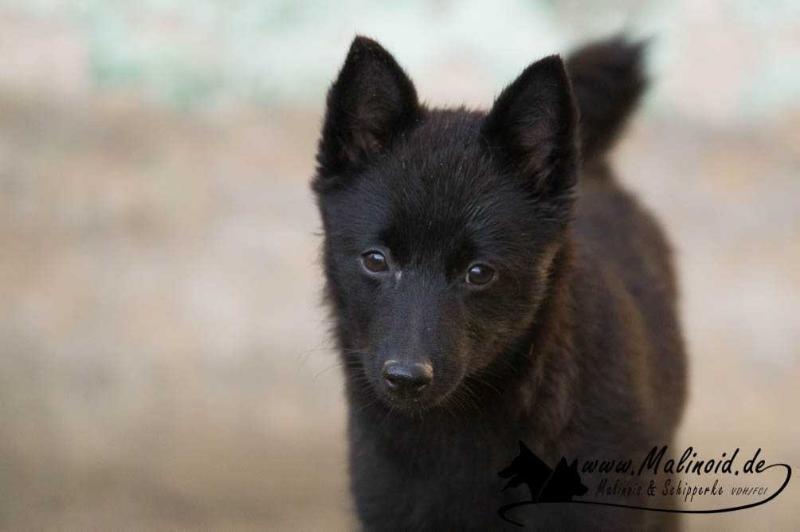 Bo-Gi Mini from Black Velvet's Home | Schipperke 