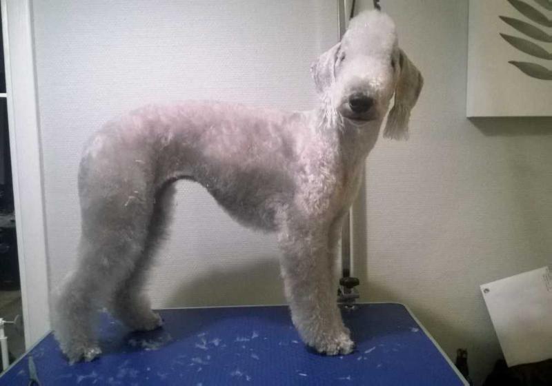 Galactic Defender Midwinter Star | Bedlington Terrier 