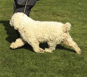 Valentisimo's Tuvida | Spanish Water Dog 