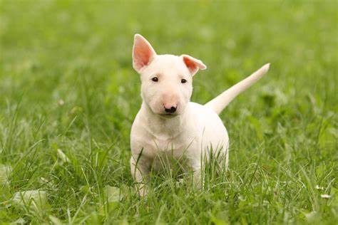 Bull Terrier