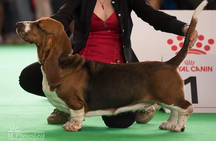 ALTEA BIRIBO' | Basset Hound 