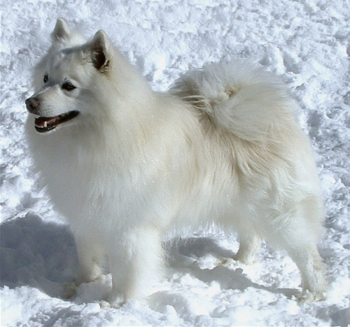 Dryke's Blazing Comet | American Eskimo Dog 