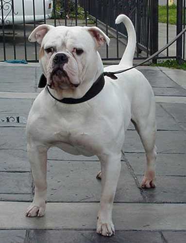 Pete's Grim Reaper | Olde English Bulldogge 