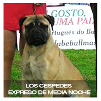 Los Céspedes Expreso de Media Noche | Bullmastiff 