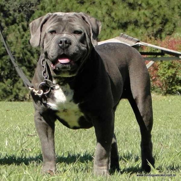 Comanche Canchin do Jerivá | Olde English Bulldogge 