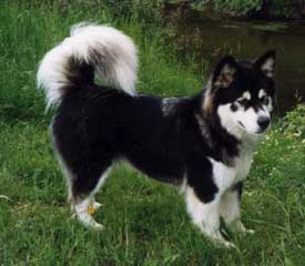 Malhaven Crystal Rainbow | Alaskan Malamute 