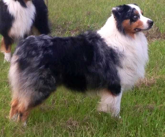 Emerald Coast Blue Diamond | Australian Shepherd 