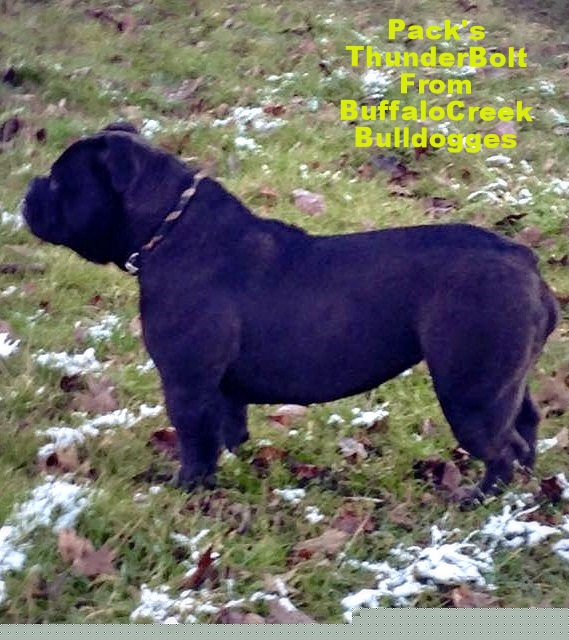 BuffaloCreek's ThunderBolt. | Olde English Bulldogge 