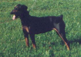 MARIE vom Cronsbach | German Pinscher 