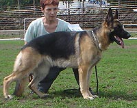 Leksa RKF 1722695 | German Shepherd Dog 