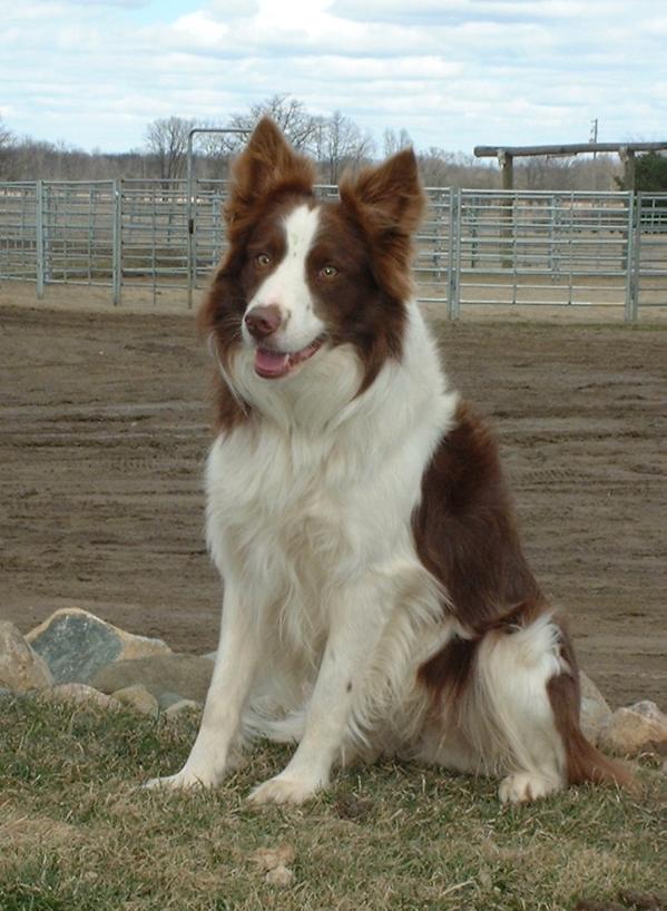 CHIP ABC 245942 | Border Collie 