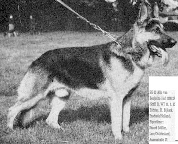 Allo van Benjorito Hof | German Shepherd Dog 