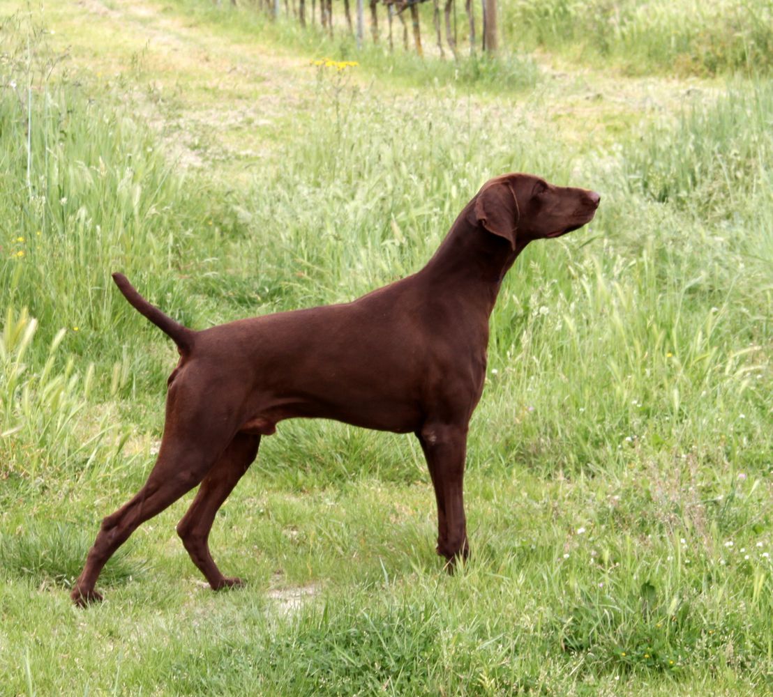 Ubold | German Shorthaired Pointer 