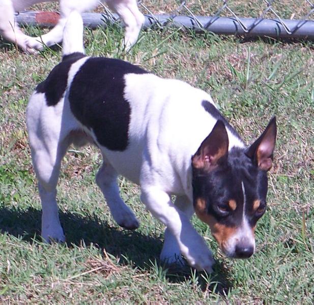 Brooks N Mays The Herald Angel | Teddy Roosevelt Terrier 