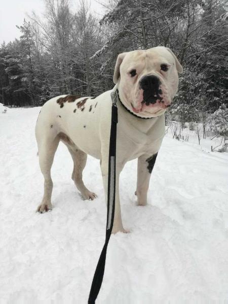 Ostergaard's Heffe | American Bulldog 