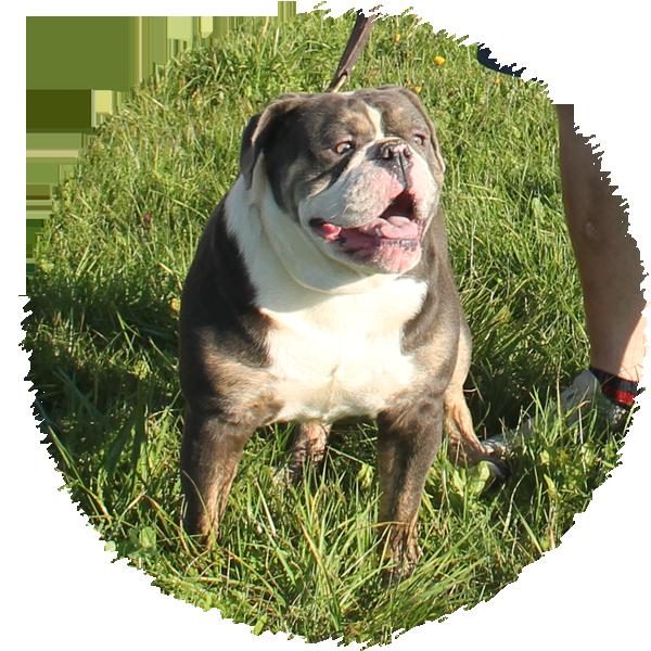 Royal Bulldog's Gucci | Olde English Bulldogge 