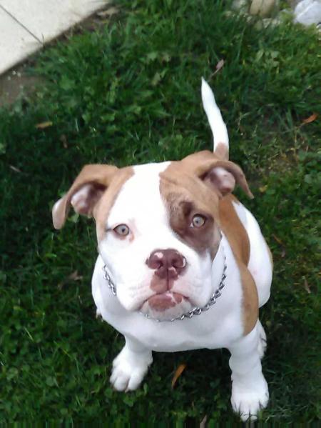 WTB's Haïko of CB's | American Bulldog 