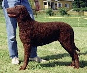 Oak's Wild Song | Curly Coated Retriever 