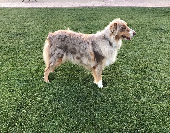 Copper Queen Of Arizona -Melissa | Australian Shepherd 