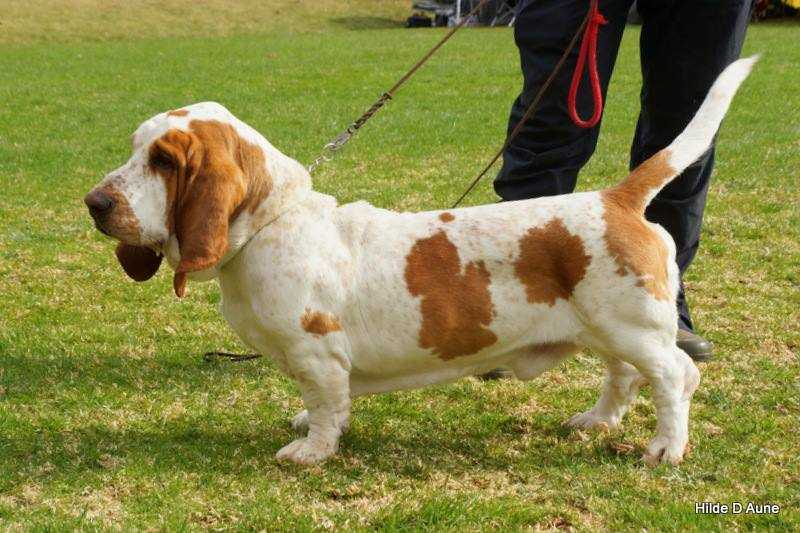 Onkel Skrue | Basset Hound 