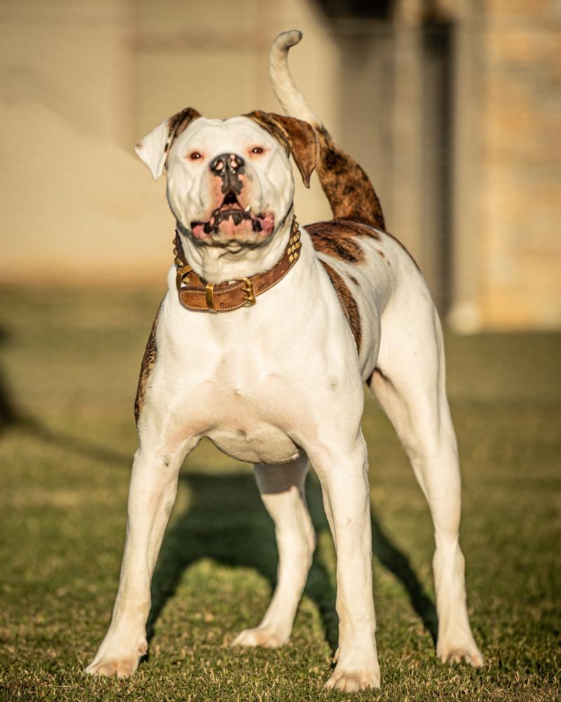 Curse of the Black Pearl | American Bulldog 