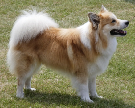 Vaskur-Snorre fra Klettakoti | Icelandic Sheepdog 