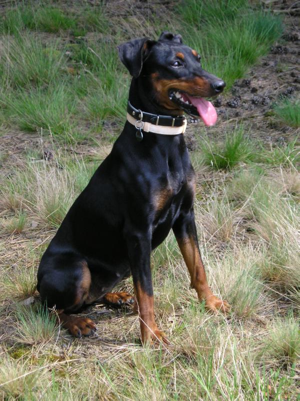 SHILLA Ekado | German Pinscher 