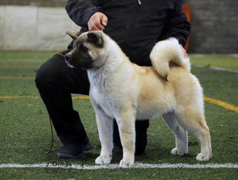 Ricky (Soto/Gonzalez) | Akita 