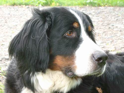 Uly von Wiesmadern | Bernese Mountain Dog 