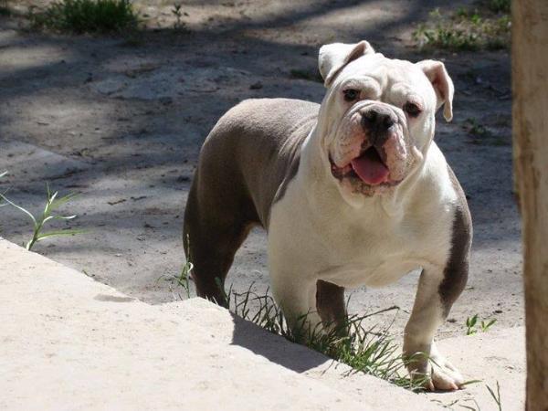 Poppa's Skylla | Olde English Bulldogge 