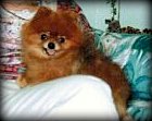 Joarts Star Rubee | Pomeranian 