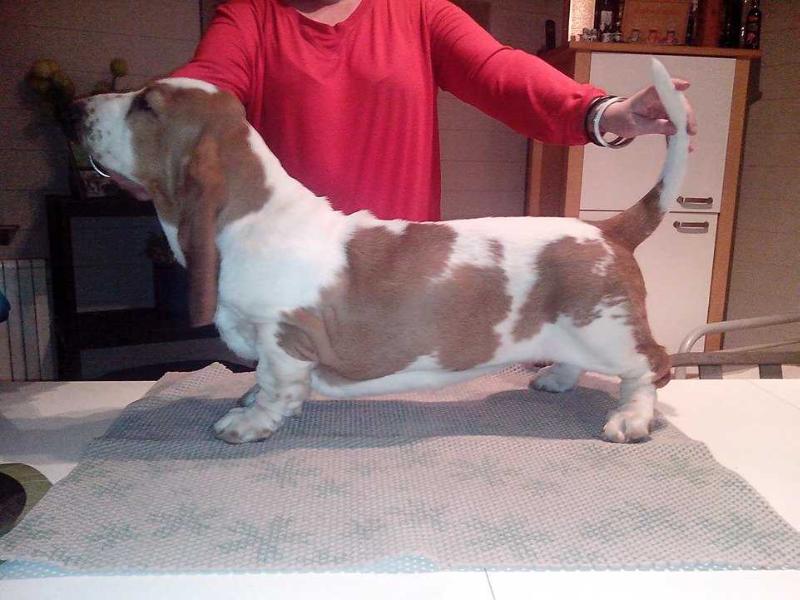 Nhabira Milkshake | Basset Hound 